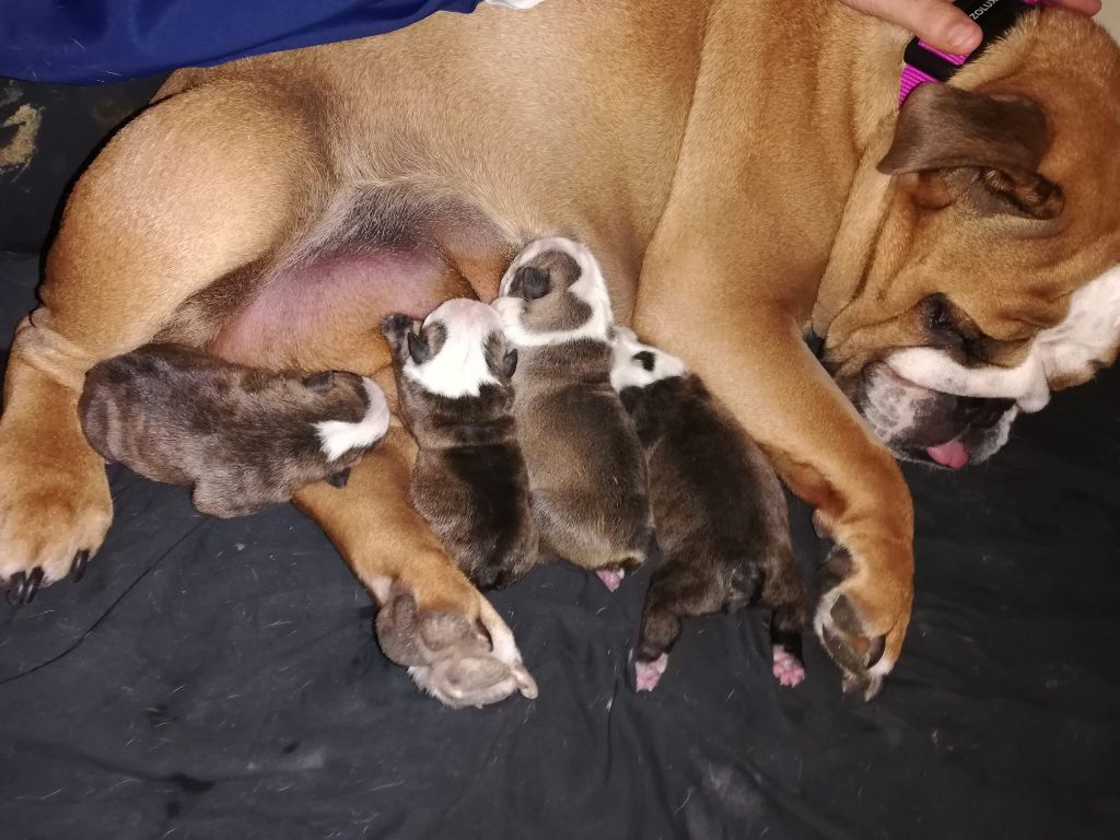 Vom schloss maraness - Puppies are born !! We have 2 males and 2 females ! 