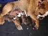  - Puppies are born !! We have 2 males and 2 females ! 