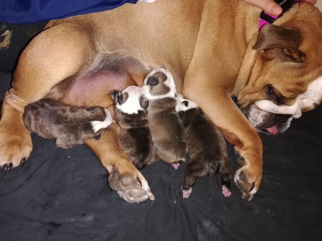 Puppies are born !! We have 2 males and 2 females ! 