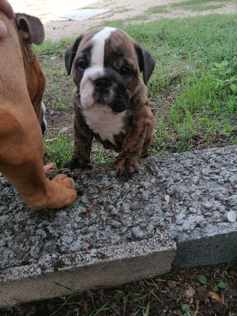 Vom schloss maraness - Chiots disponibles - Bulldog Anglais